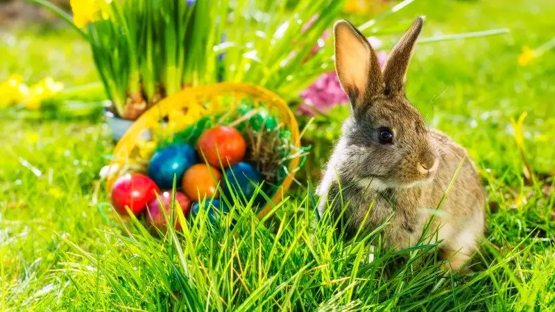 Ostern - Der Hase versteckt bemalene Eier, warum denn das? 7 Osterhase 1 e1555408785627