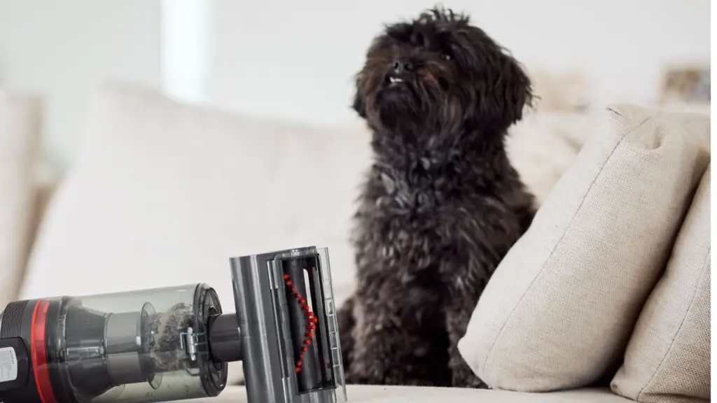 Poils de chien, animaux de compagnie, mue