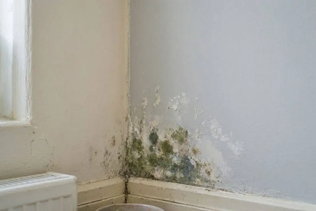 Schimmel im Winter verhindern 1 Schimmel in der wohnungsecke. Ki generiert.