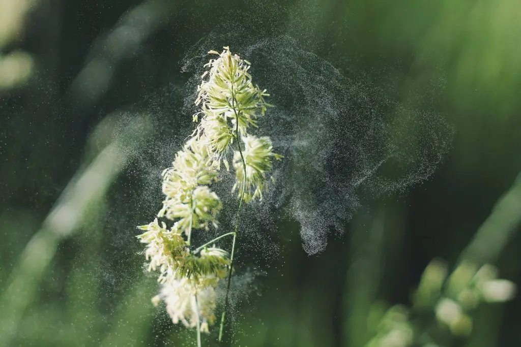 Pollenallergie statt Frühlingsgefühle 15 Dust particles from a flower 1024x683 1