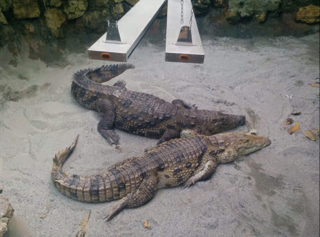 Krokodile geniessen die wärme von infrarot-dunkelstrahlern