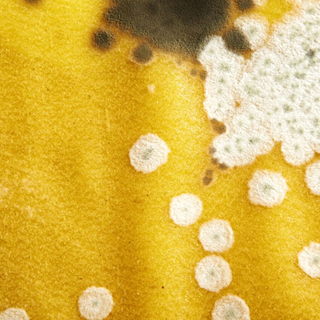 Gelber schimmel | moisissure jaune