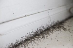 Ameisen in der Wohnung, Les fourmis dans l'appartement