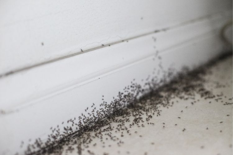 Ameisen in der wohnung,les fourmis dans l'appartement