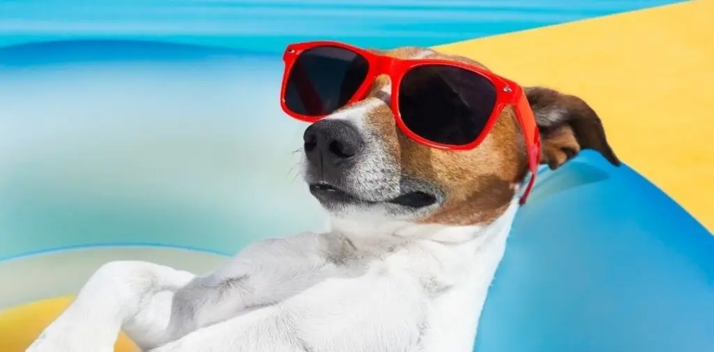 Hund mit sonnenbrille, der in der hitze chillt, geniesst sein schlaf, chien avec lunettes de soleil, profite de son sommeil, en pleine chaleur.