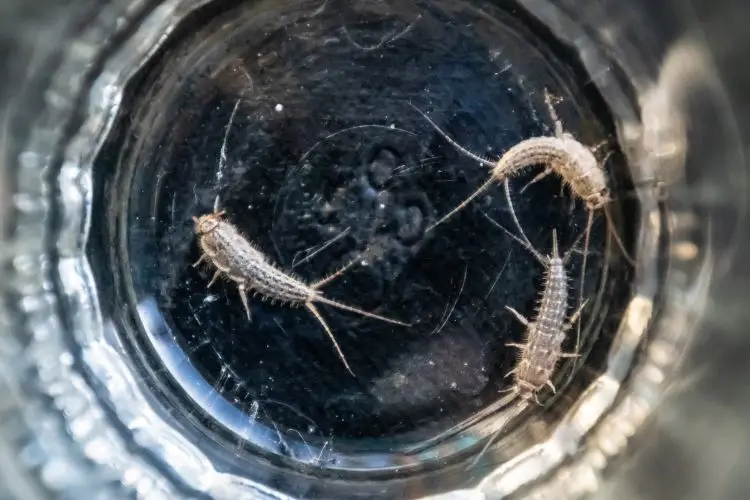 Silberfische: Woher sie kommen und wie man sie loswird 1 Silberfische, poissons d'argent
